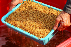 <b>高达99%!长乐企业以数字化育秧不再“看</b>