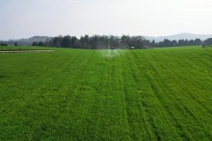 绵阳逛仙:科技帮力春管 15万亩小麦显露