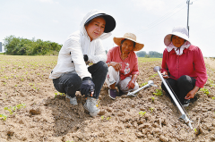 千亩花生田里的“聪慧管家”